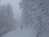 38. Magla postaje sve gušća